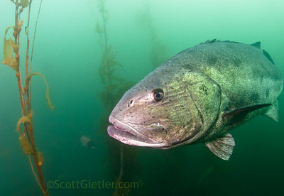giant black sea bass