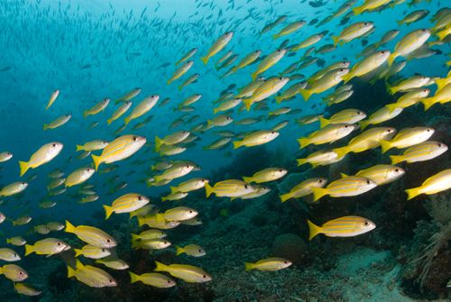 raja ampat fish