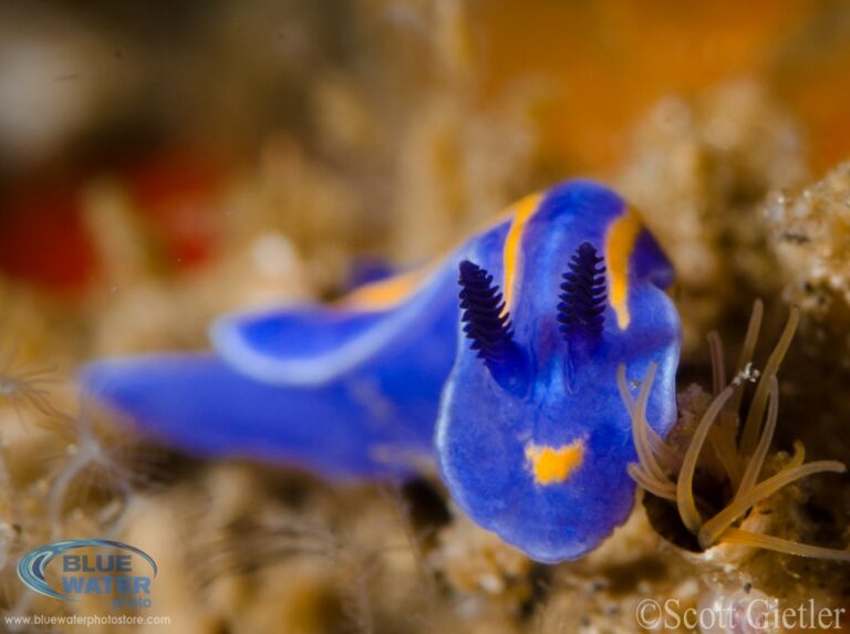 Nikon D7000 Review & Settings blue-nudibranch_wm