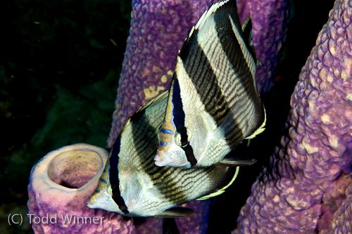 diving bonaire