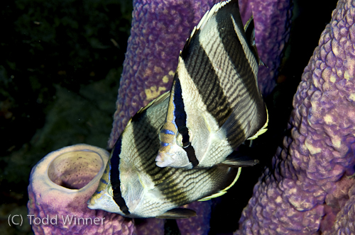 bonaire_fish