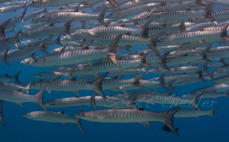 schooling barracuda, barracuda point, bunaken