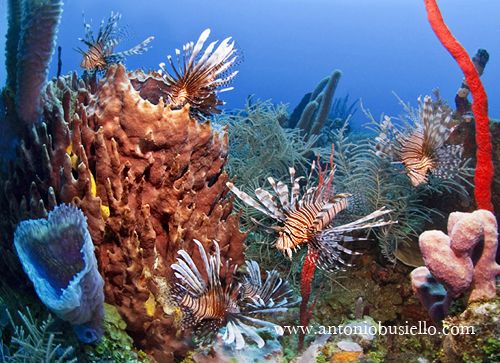 Lionfish Caribbean