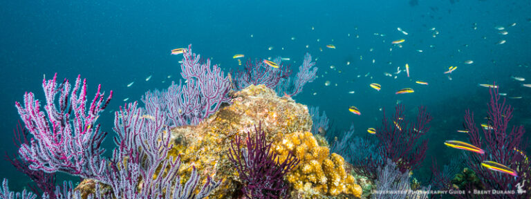 A Weekend Dive Getaway in Cabo cabo-san-lucas-scuba-diving