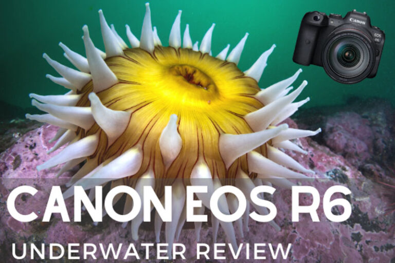 Canon EOS R6 Review canonr6