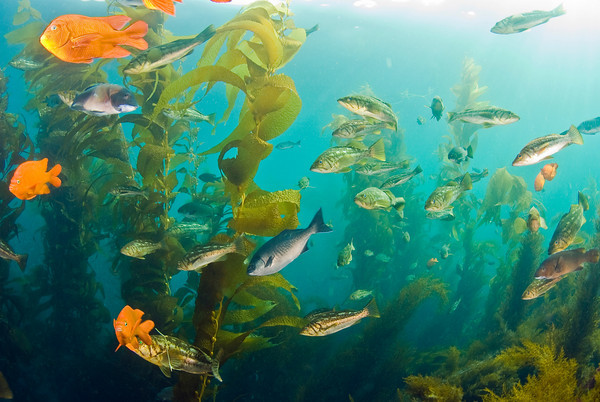 schools of fish at the casino point dive park