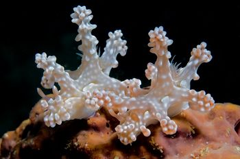 Ceratosoma_alleni