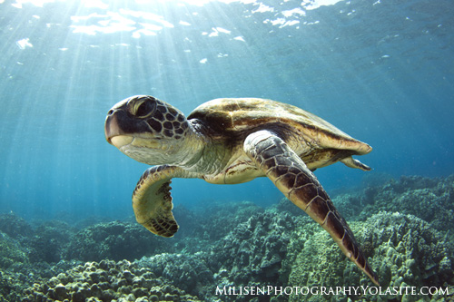 sea turtle