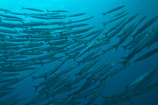 chevron barracuda