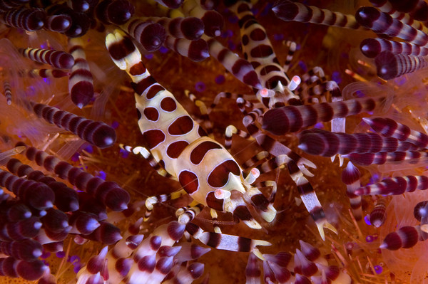 colmani shrimp, anilao