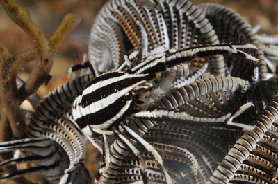 Crinoid crab