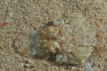 crocofile flathead