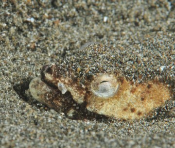 crocodile snake eel