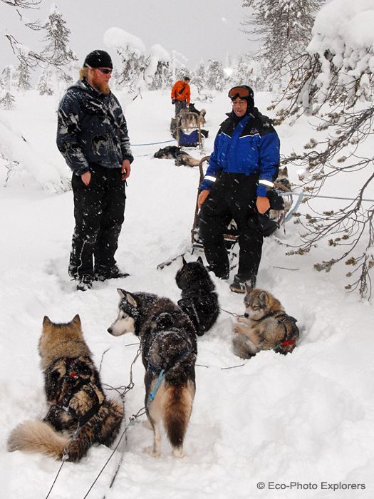 Dog sled team