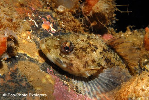 Arctic Sculpin