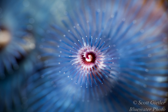 Nikon D810 review for underwater photography