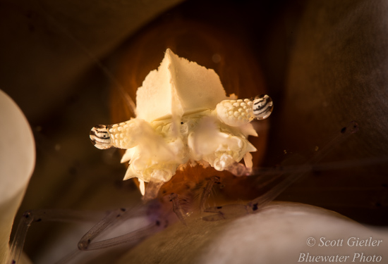 Nikon D810 review for underwater photography