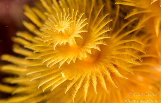 Nikon D810 review for underwater photography
