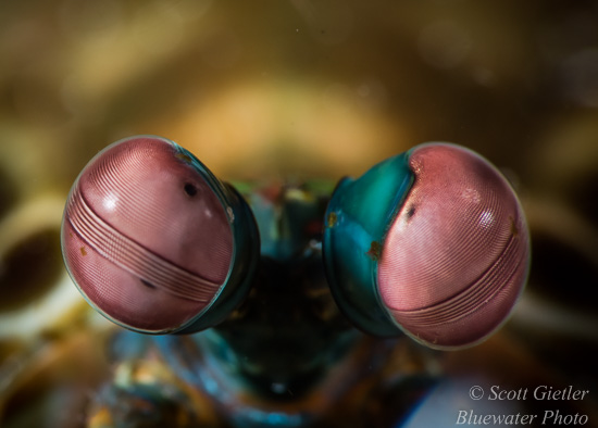 Top Tips for Super Macro Photography d810-review-27