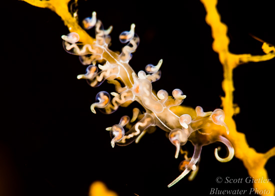 Nikon D810 review for underwater photography