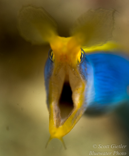 Nikon D810 review for underwater photography