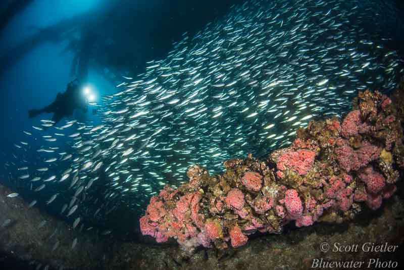 Dual strobes are often needed to fully light a wide-angle scene like this. Dual YS-D2 strobes were used, a popular choice for many photographers Best Underwater strobes