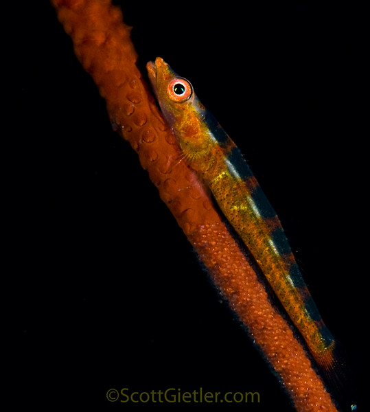 diagonal-underwater-composition3