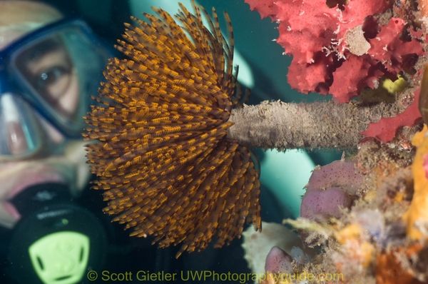 diver and featherduster underwater at the edithburgh jetty, adelaide