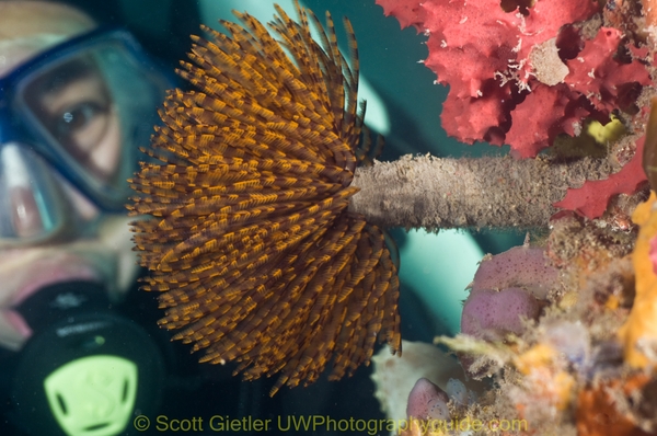 diver_featherduster