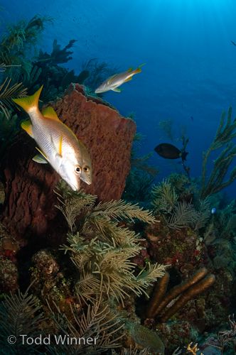 belize underwater photography