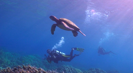 diving Kona