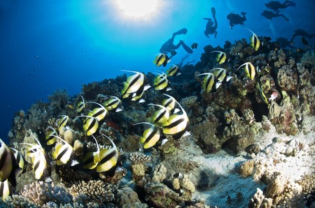 diving the red sea