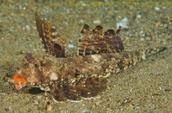 dragonet