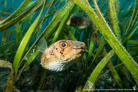 Compact cameras can deliver stunning image quality, like this image shot with the Canon G7 X Mark II. Photo: Brent Durand best underwater camera