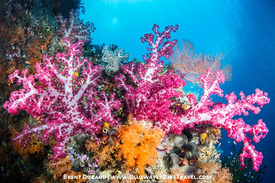 Canon 5D Mark 3 underwater photo