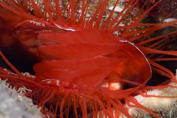 electric clam