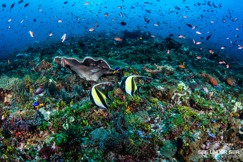 Alor Angel Fish