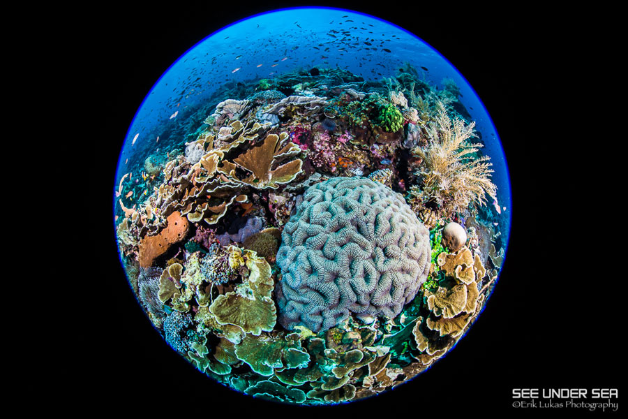 Alor Reef