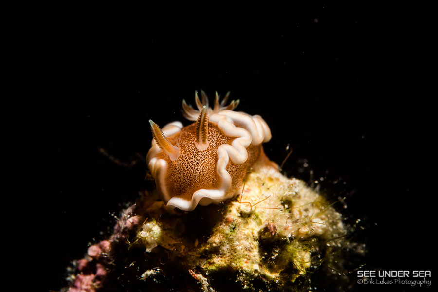 Alor Nudibranch