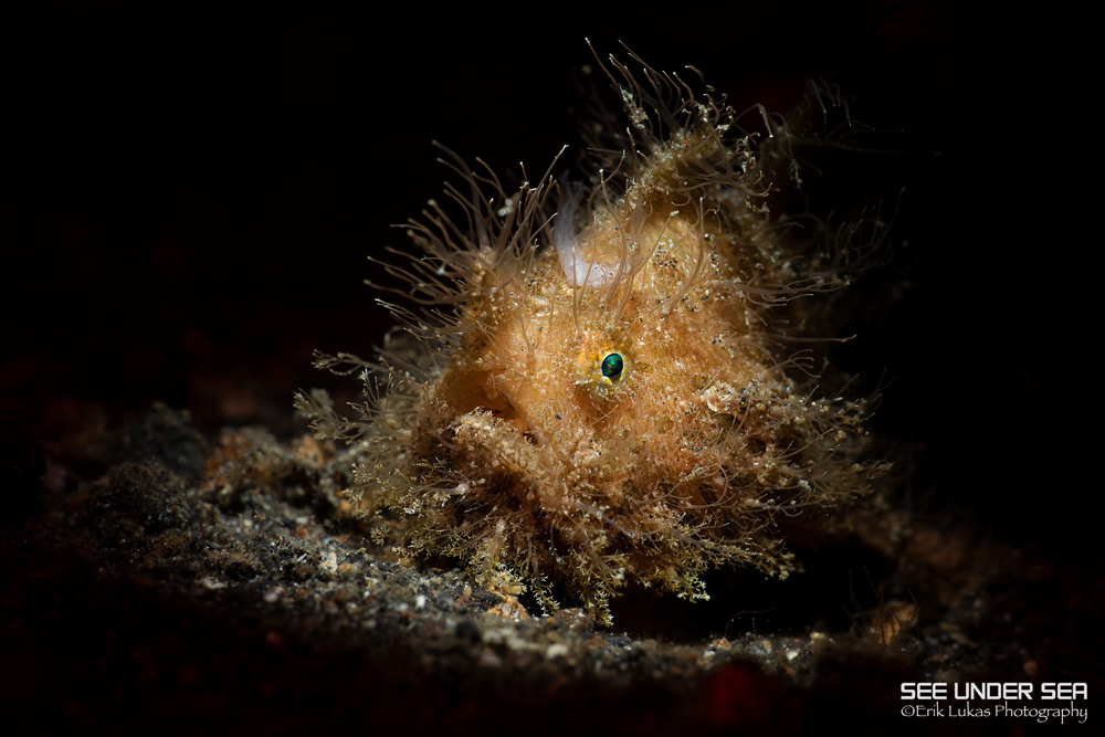 Lembeh 2022 Workshop Lembeh 2022 Workshop