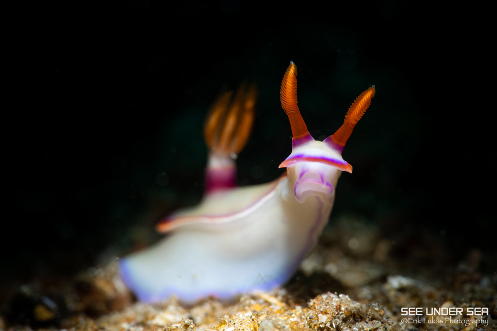 Lembeh Underwater Photo