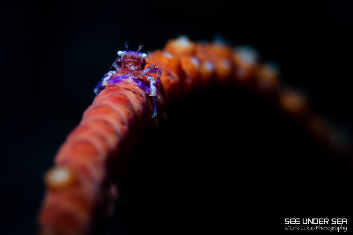 Lembeh Underwater Photo