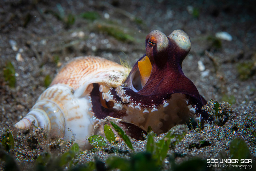 Lembeh Underwater Photo