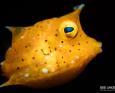 Lembeh Underwater Photo
