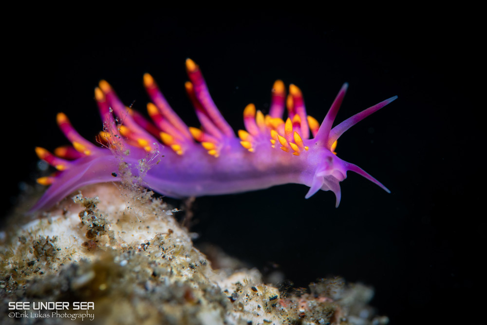 Lembeh 2022 Workshop Lembeh 2022 Workshop
