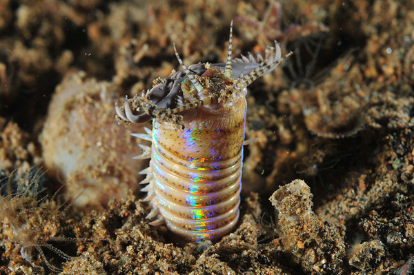 eunice worm