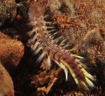 fire worm