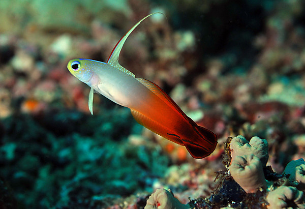 Fire Dartfish