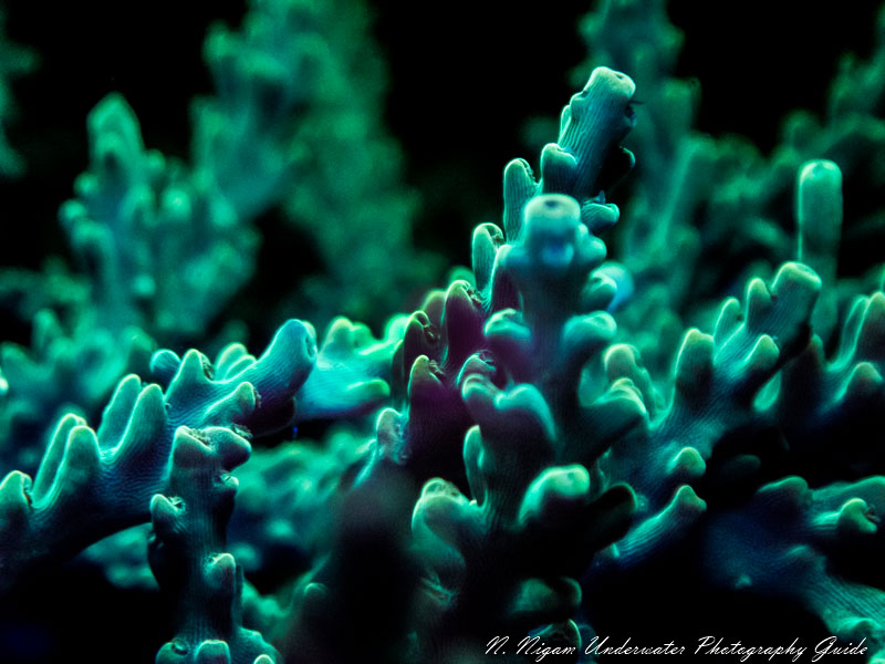 fluoro photography