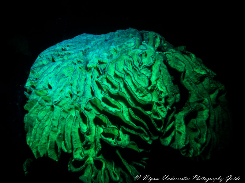 Captured with an Ikelite DS160 Strobe Captured with an Ikelite DS160 Strobe